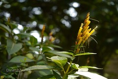 Sanchezia speciosa